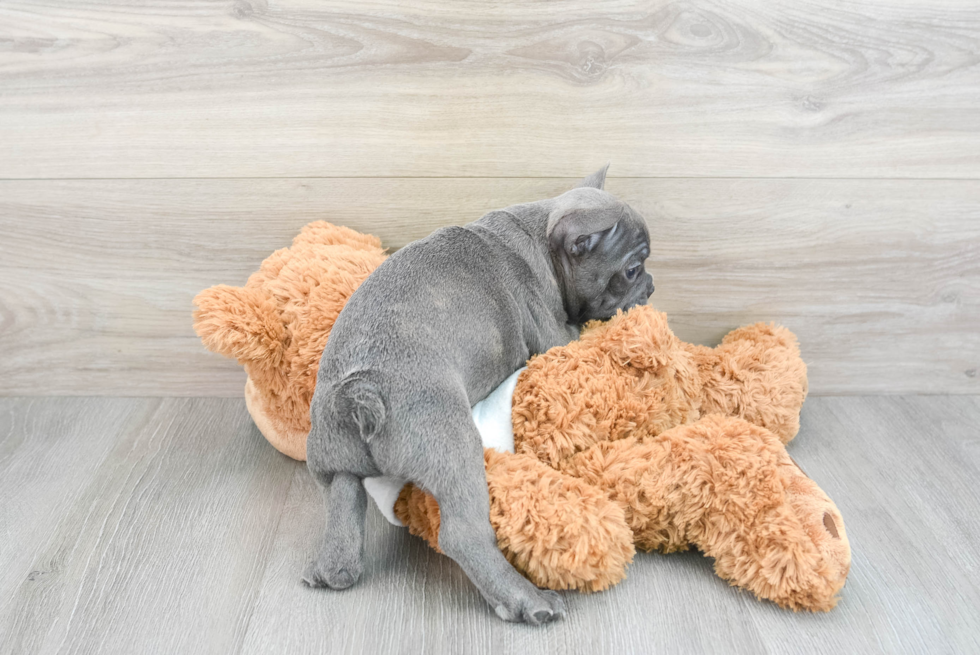 Energetic Frenchie Purebred Puppy