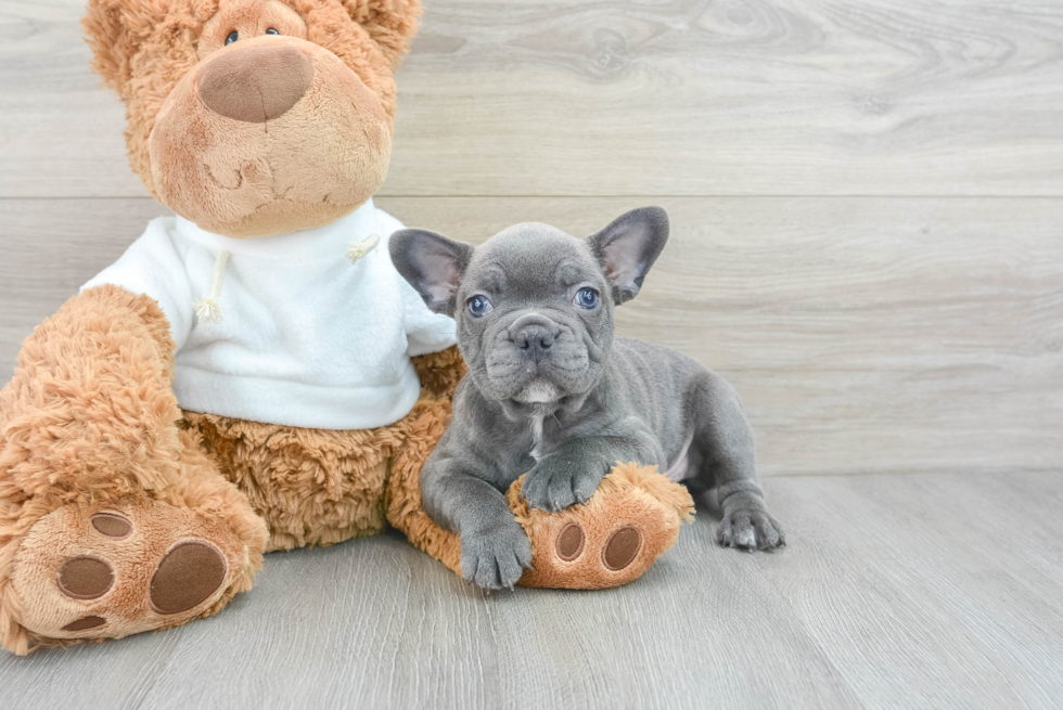 Petite Frenchie Purebred Puppy