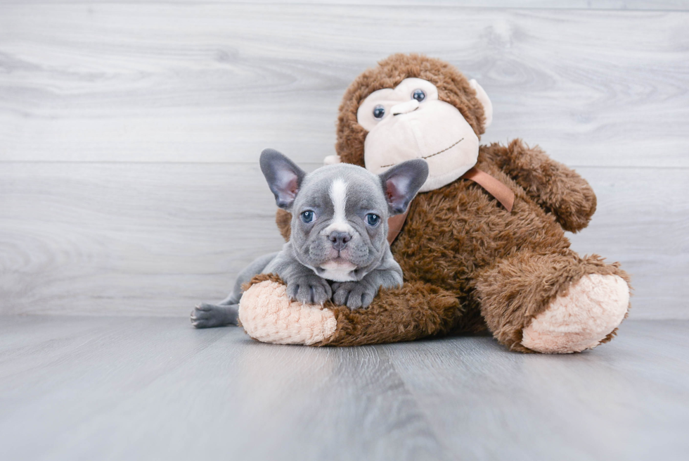 French Bulldog Puppy for Adoption