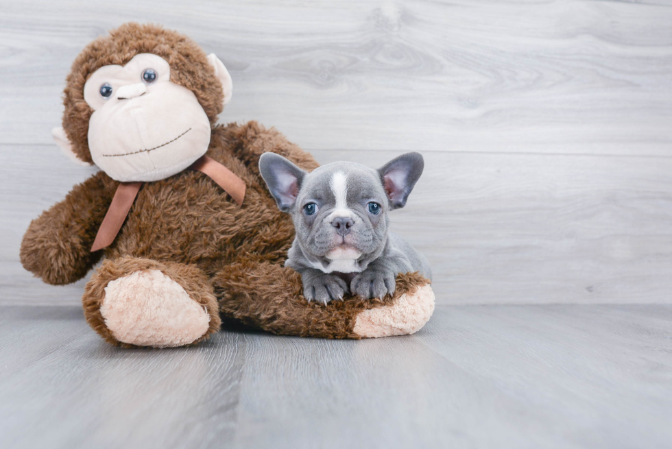 Best French Bulldog Baby