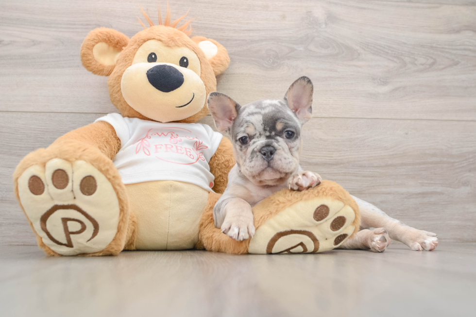 Petite Frenchie Purebred Puppy