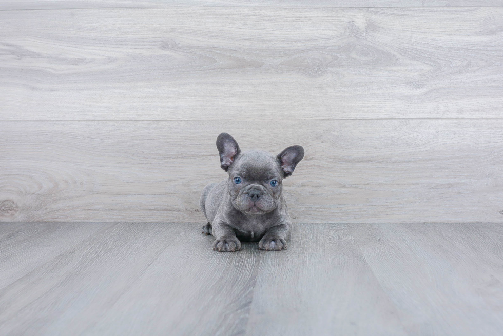 Best French Bulldog Baby