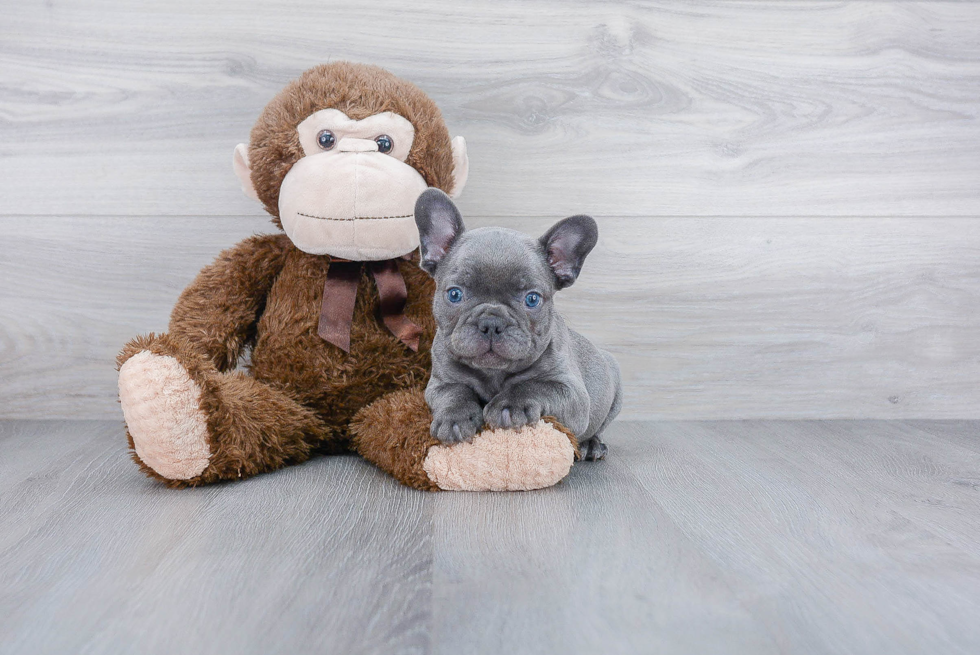 Petite Frenchie Purebred Puppy