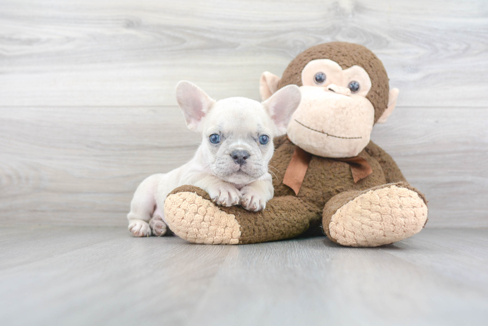 French Bulldog Pup Being Cute