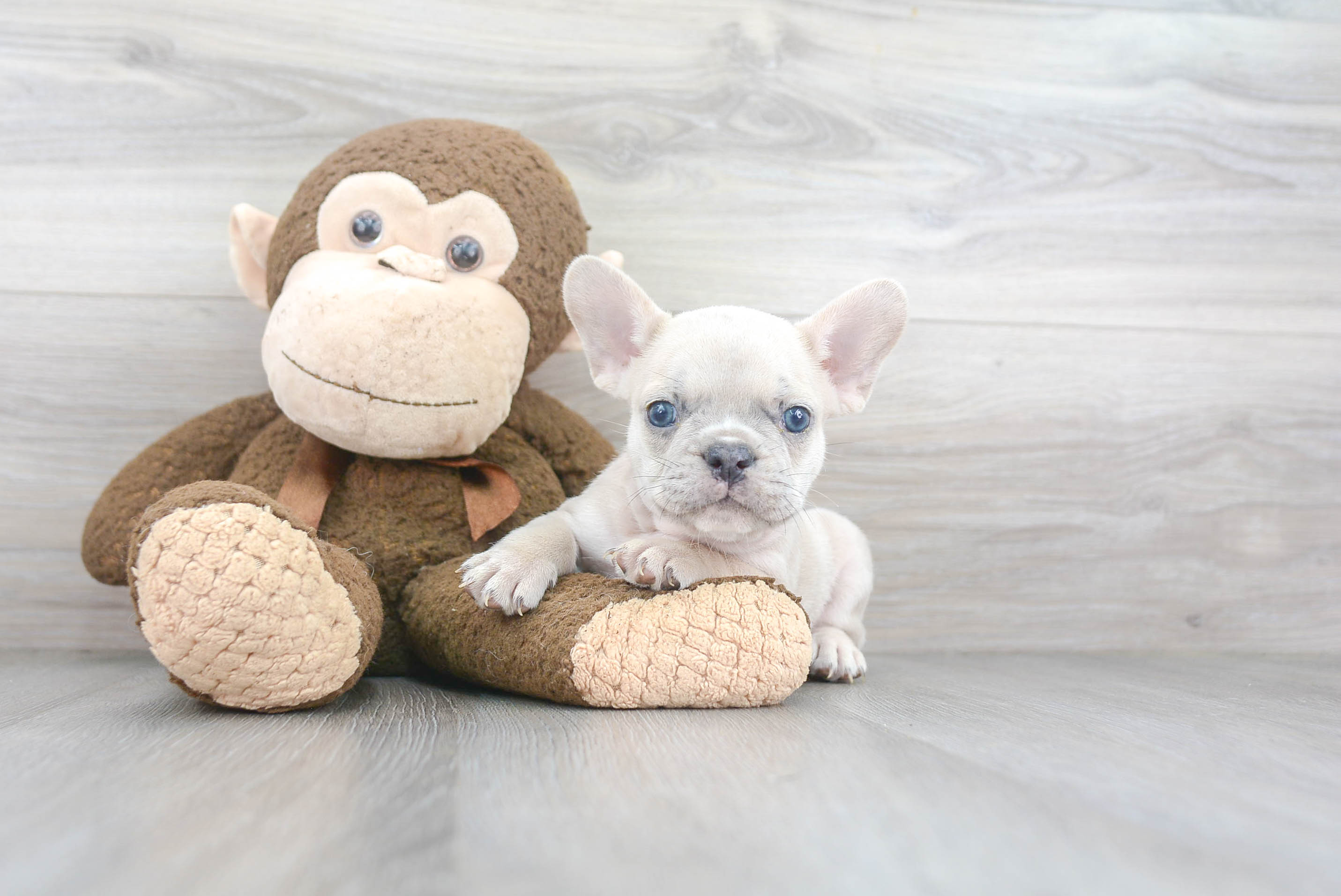French Bulldog Puppy for Adoption