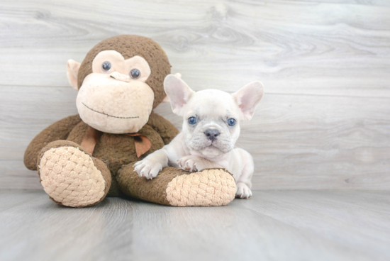 French Bulldog Puppy for Adoption