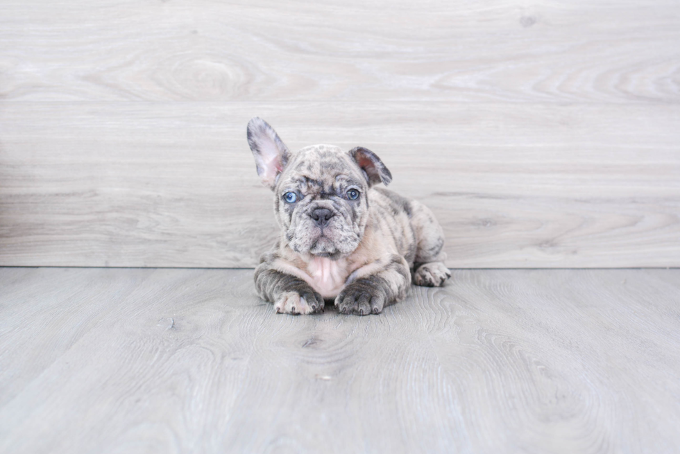 French Bulldog Pup Being Cute