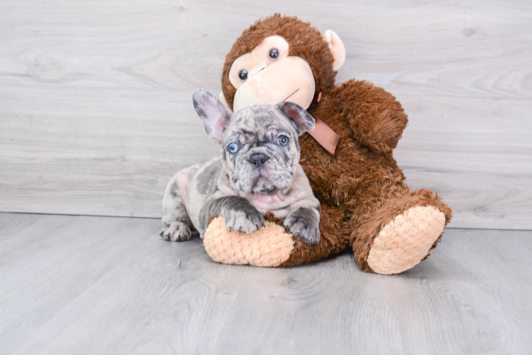 French Bulldog Pup Being Cute