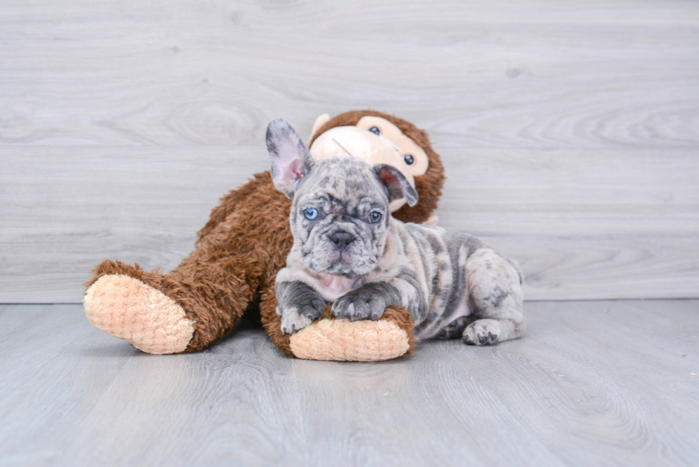 Sweet Frenchie Purebred Puppy
