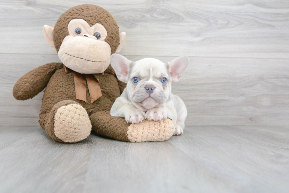 French Bulldog Pup Being Cute