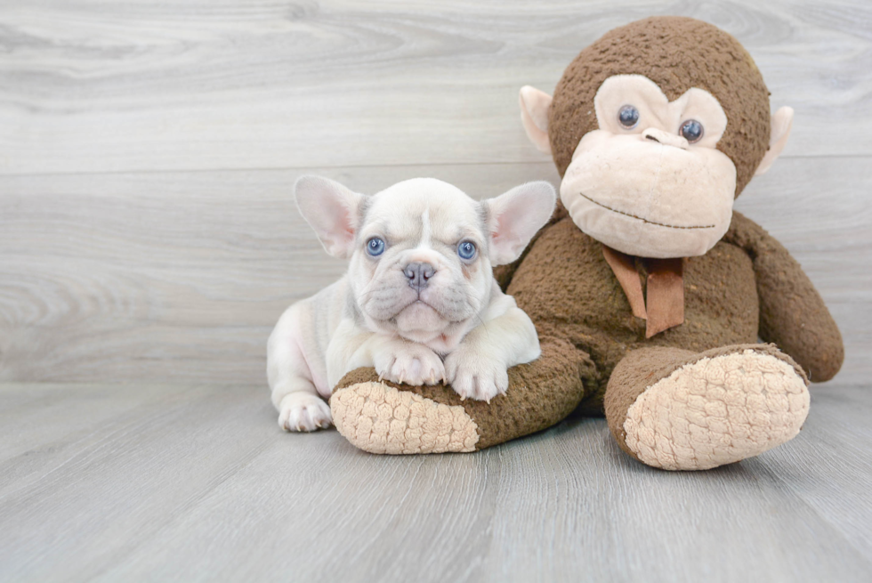 Playful French Bulldog Baby