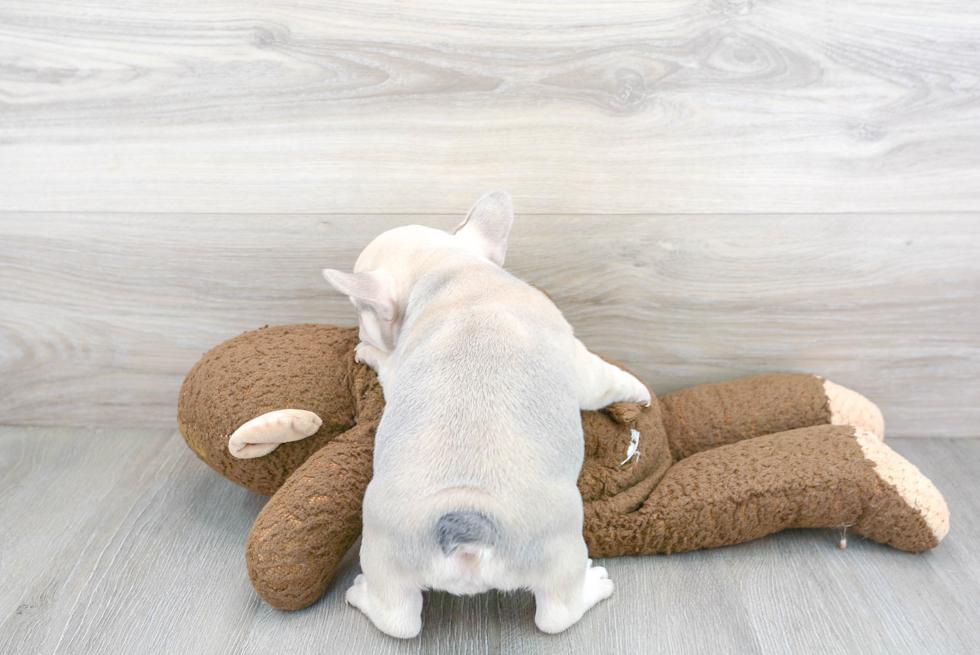 French Bulldog Pup Being Cute