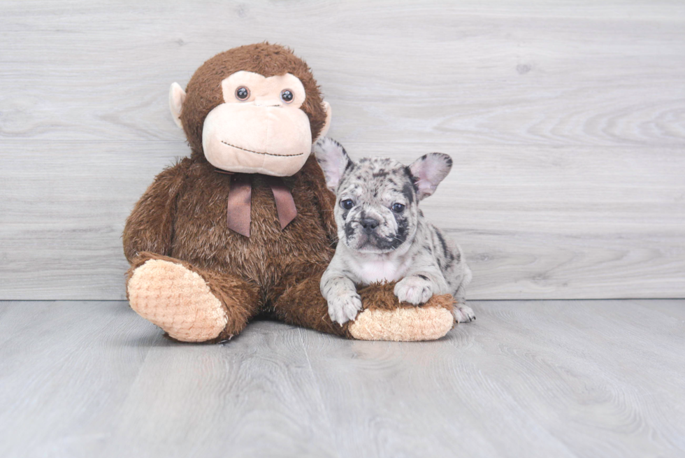 French Bulldog Puppy for Adoption