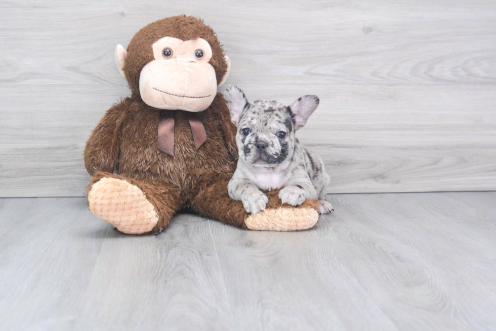 French Bulldog Pup Being Cute