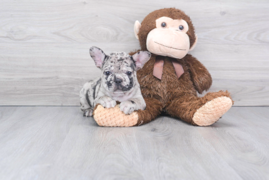 Best French Bulldog Baby