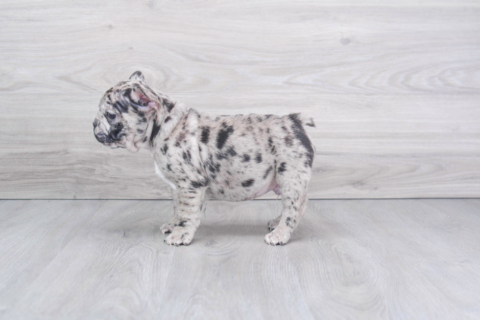 Playful French Bulldog Purebred Pup