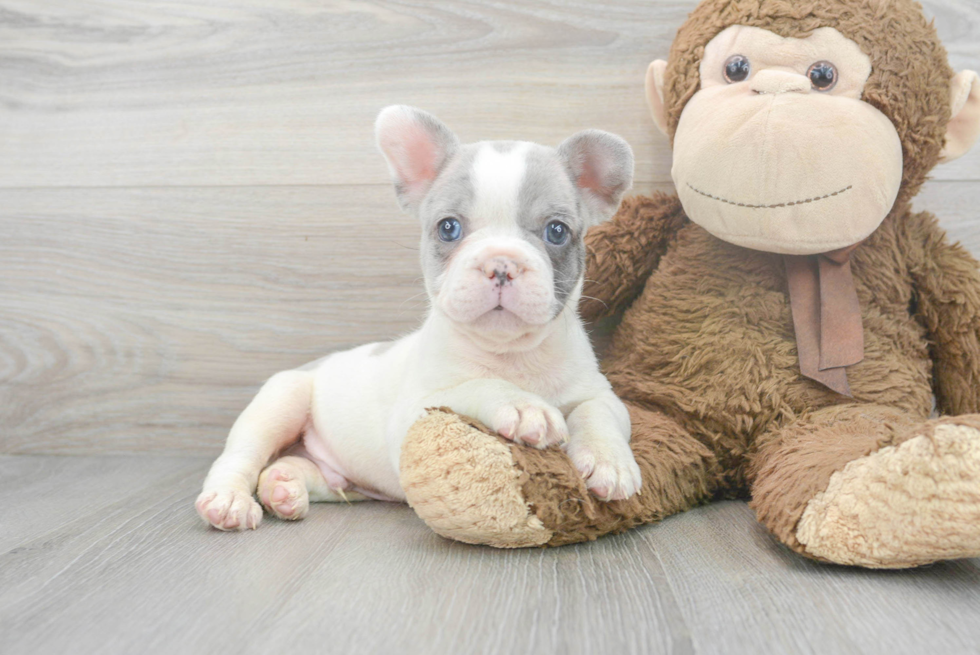 Adorable Frenchie Purebred Puppy