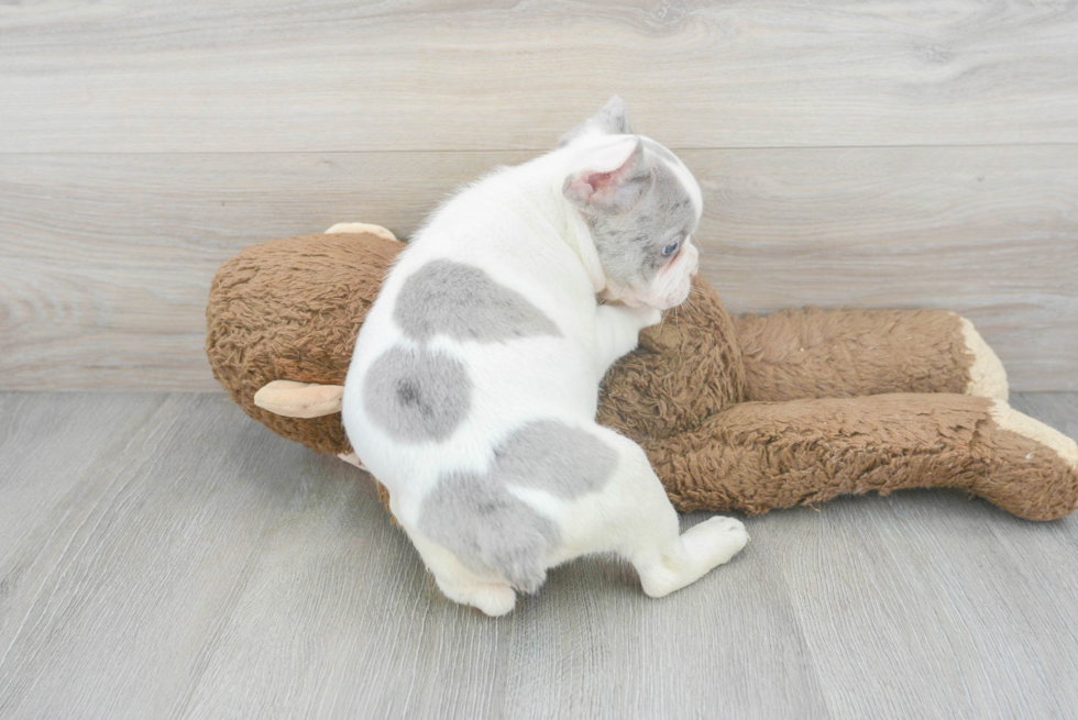 Sweet Frenchie Purebred Puppy