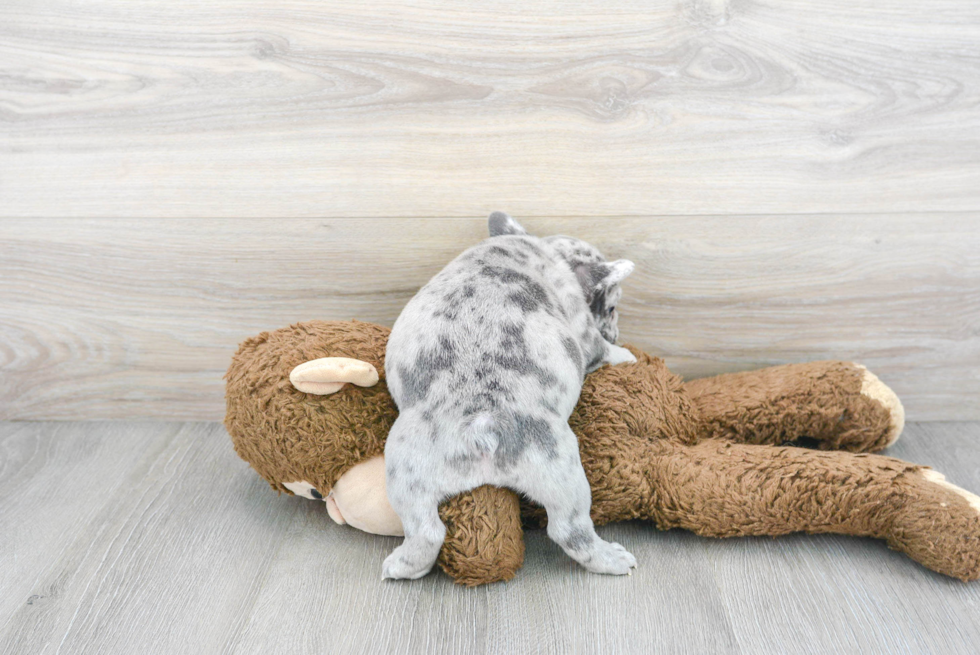 Fluffy Frenchie Purebred Puppy