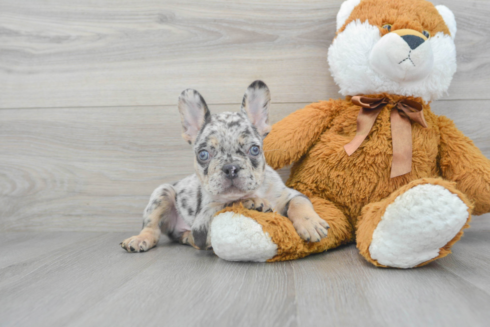 Hypoallergenic French Bulldog Purebred Pup