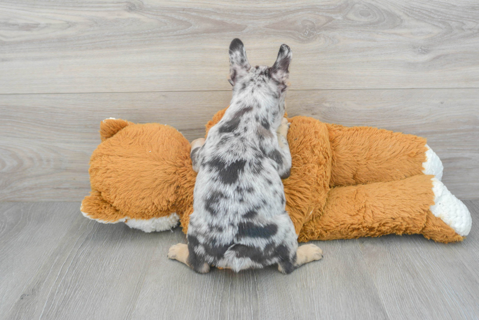 Playful French Bulldog Baby