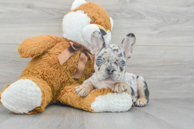 Best French Bulldog Baby