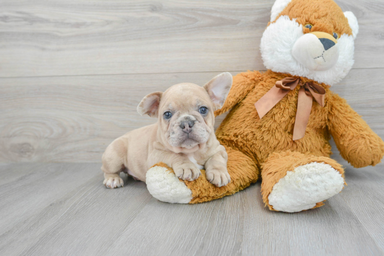 Fluffy Frenchie Purebred Puppy