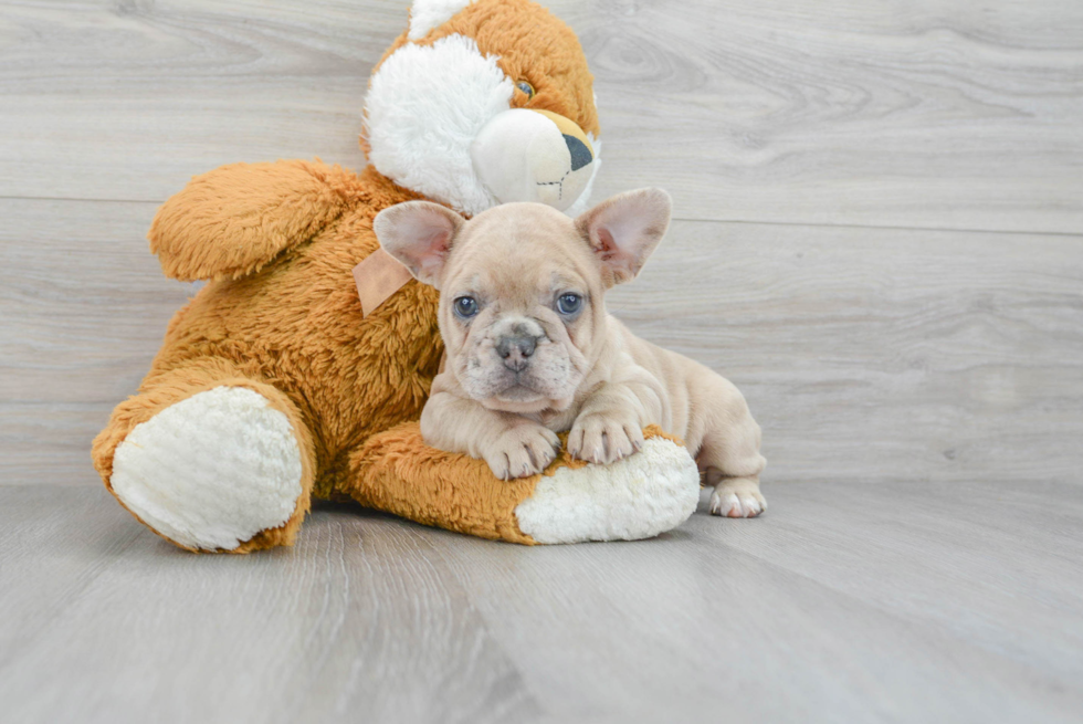 Best French Bulldog Baby