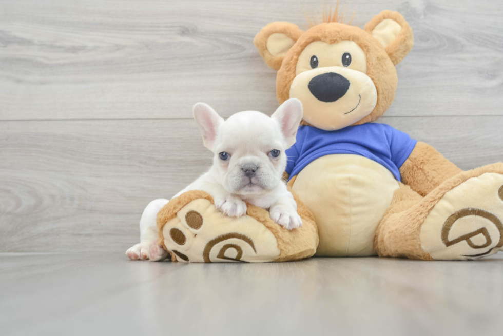 Popular French Bulldog Baby