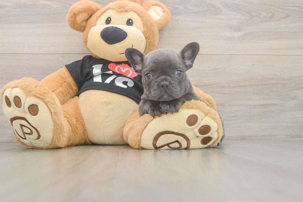 Friendly French Bulldog Baby