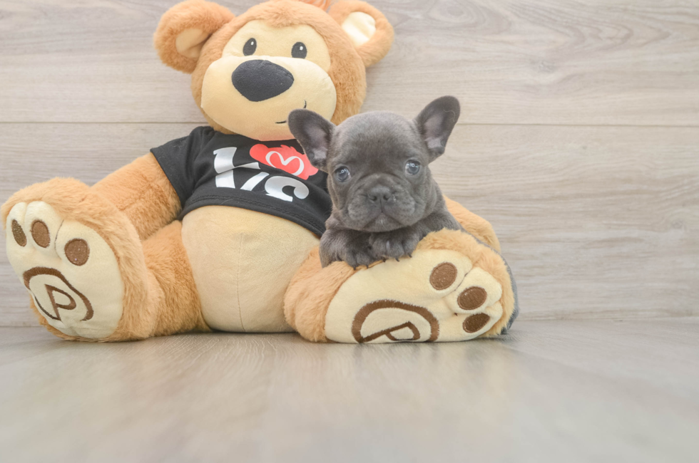 7 week old French Bulldog Puppy For Sale - Premier Pups
