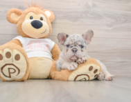 8 week old French Bulldog Puppy For Sale - Premier Pups