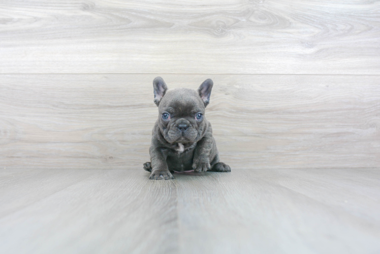 French Bulldog Pup Being Cute