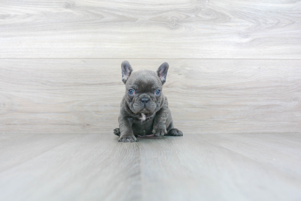 French Bulldog Pup Being Cute