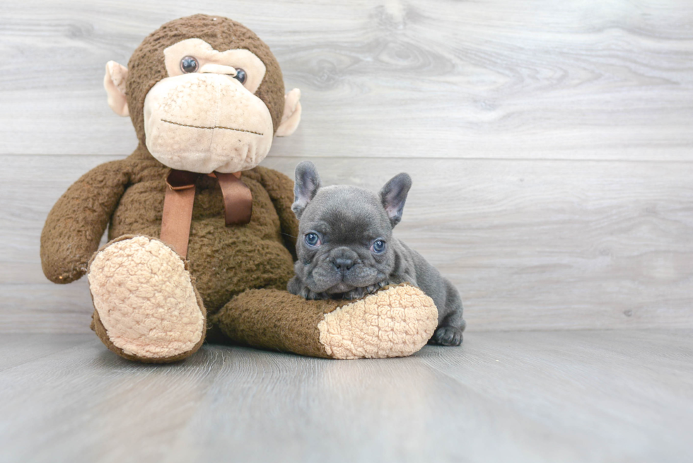Little French Bulldog Baby