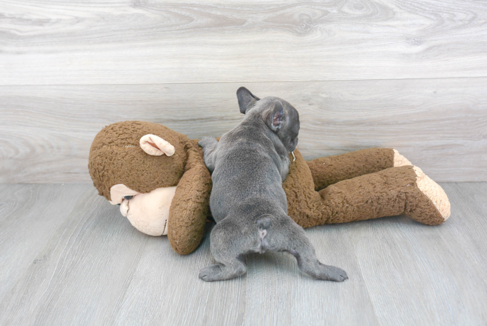 Akc Registered French Bulldog Purebred Pup