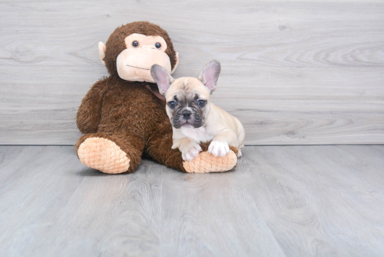 Petite Frenchie Purebred Puppy