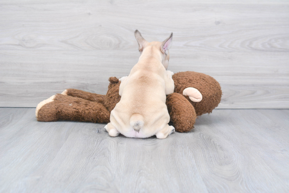 Petite Frenchie Purebred Puppy