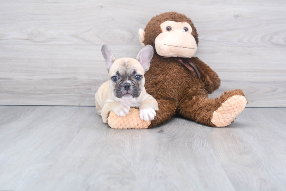 French Bulldog Puppy for Adoption