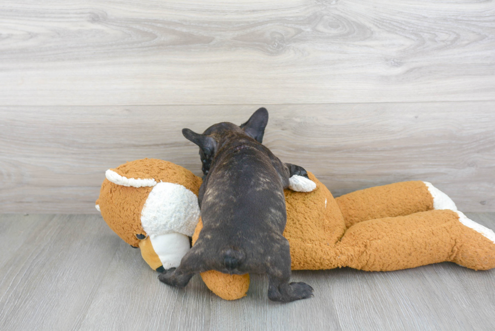 Akc Registered French Bulldog Baby