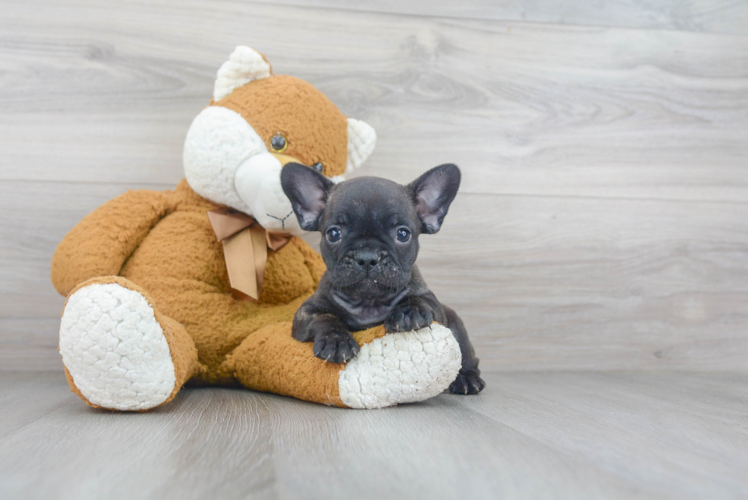 Fluffy Frenchie Purebred Puppy