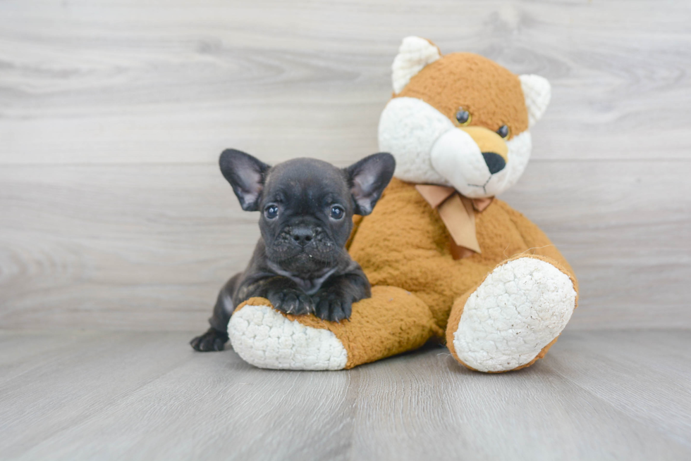 Akc Registered French Bulldog Baby