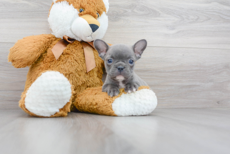 French Bulldog Pup Being Cute