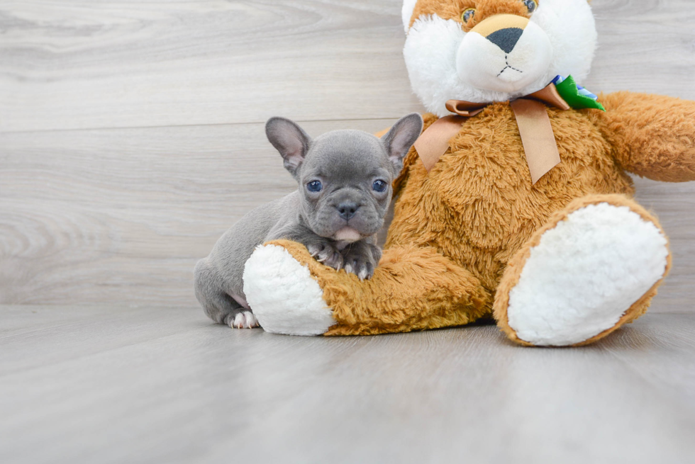 Popular French Bulldog Baby