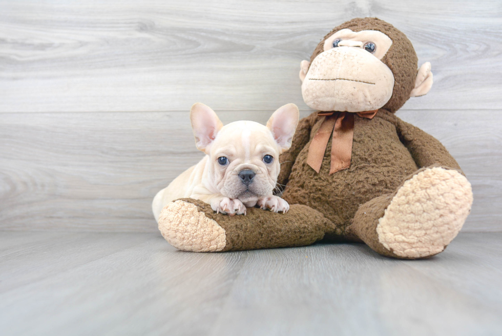 Best French Bulldog Baby