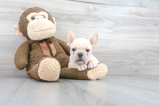 Little French Bulldog Baby