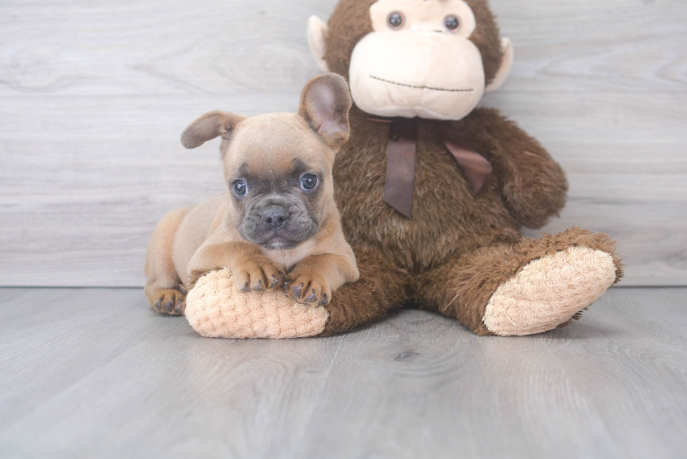 Best French Bulldog Baby