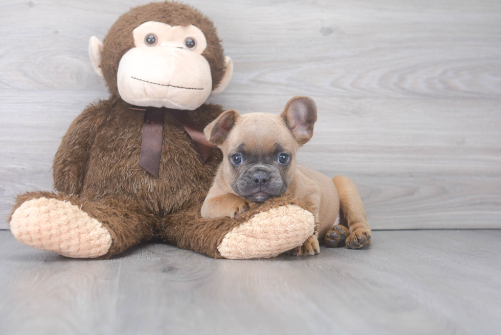 Sweet Frenchie Purebred Puppy