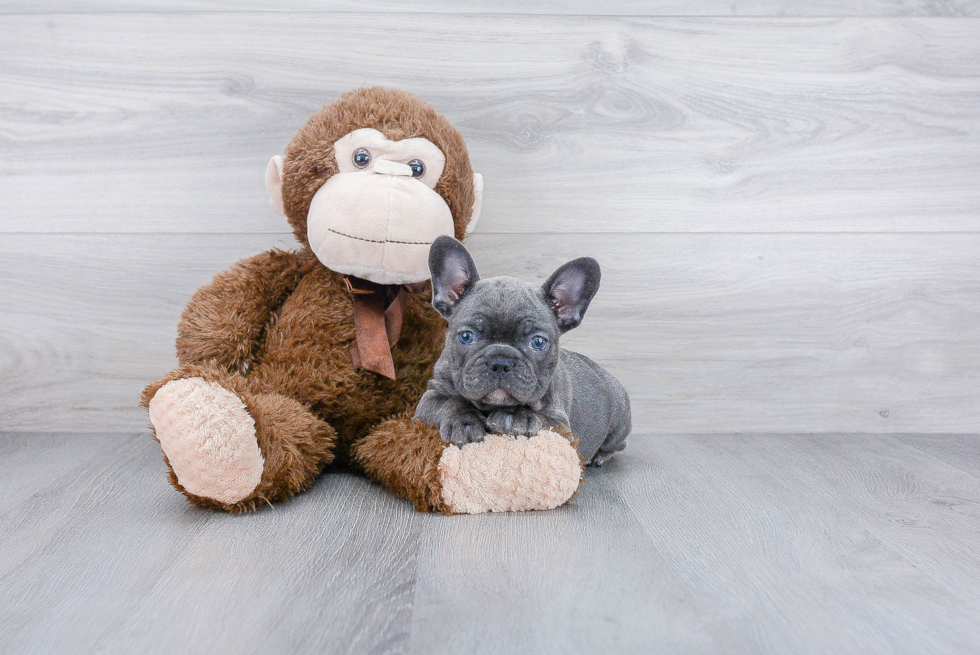 Hypoallergenic French Bulldog Baby