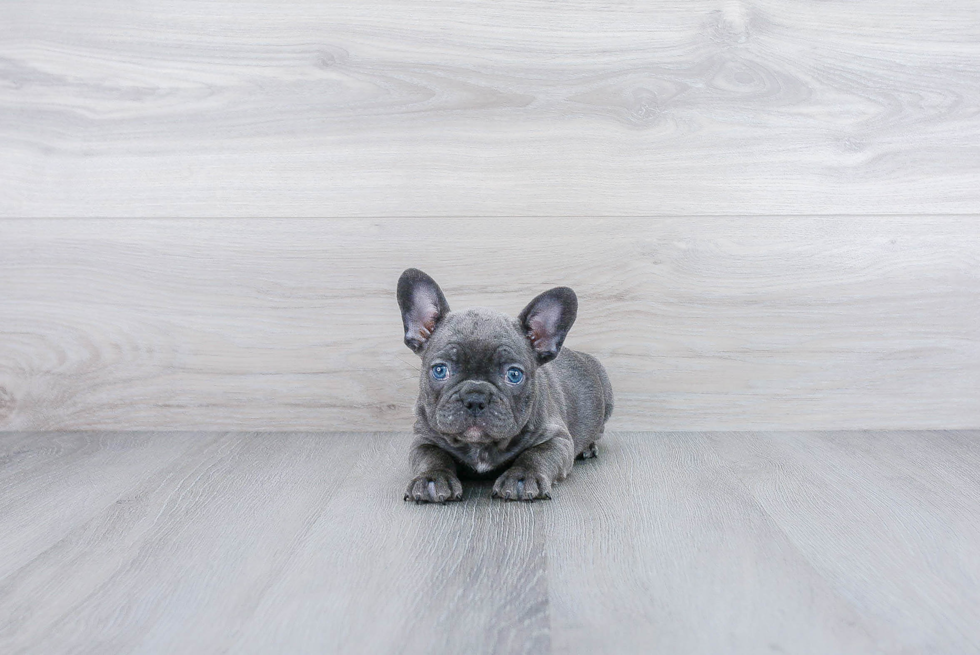 Playful French Bulldog Purebred Pup